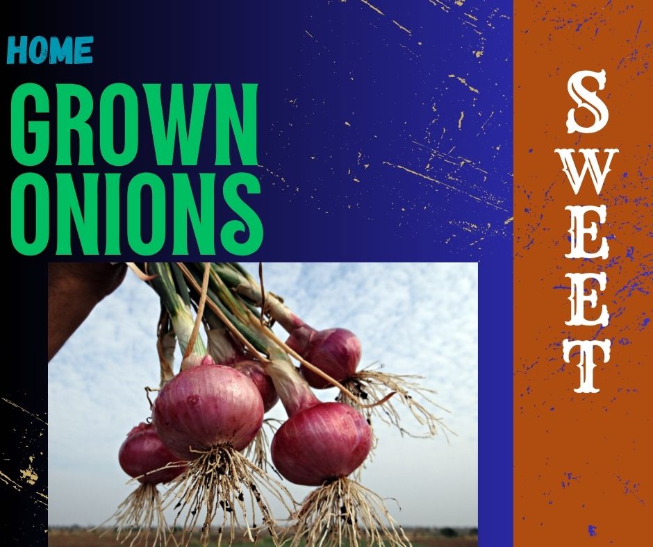 Sweet Onions – Naturally Grown with Care on Our Family Farm