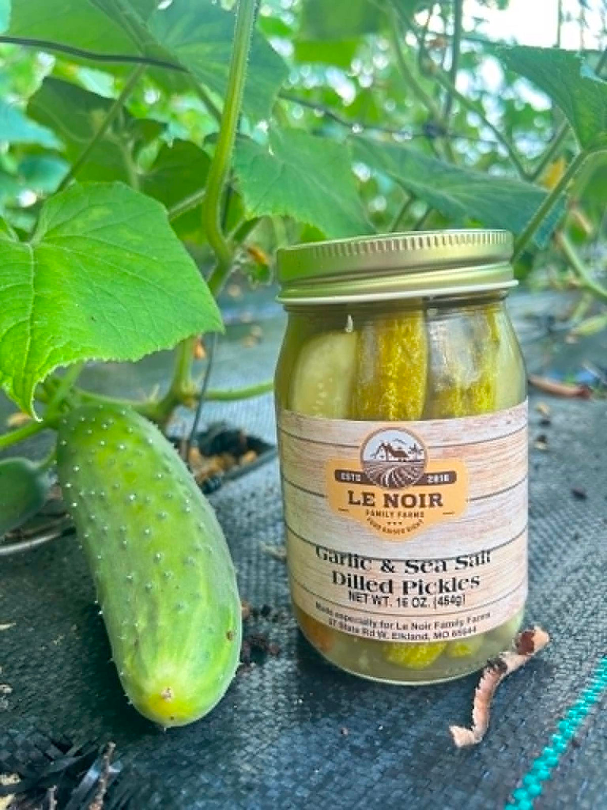 Garlic & Sea Salt Dill Pickles — 16 oz Jar