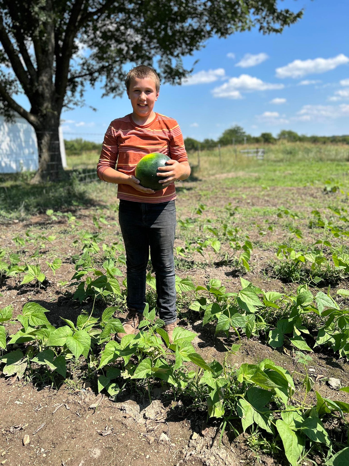Seedless Watermelon – Naturally Sweet & Farm Fresh