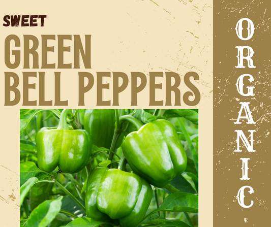 Sweet Green Bell Peppers – Organically Grown